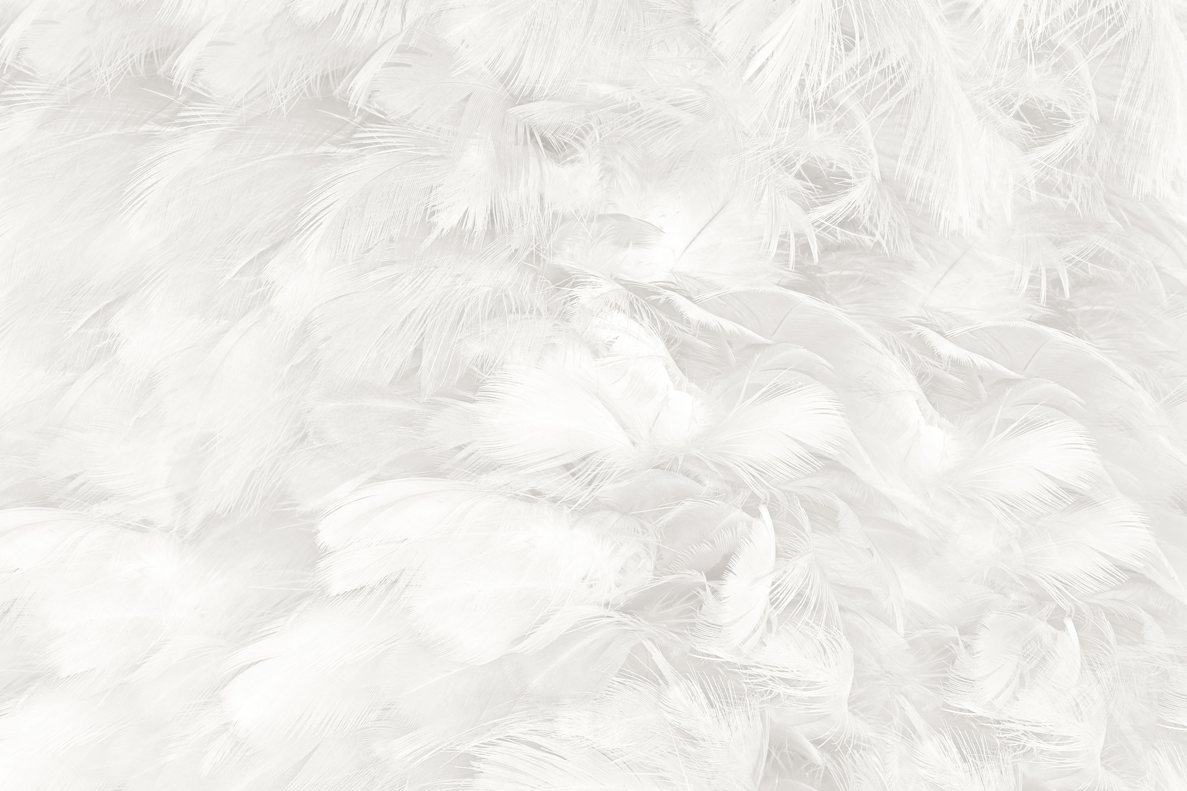 Bohemian boho style vintage color trends ,Chicken feather texture background